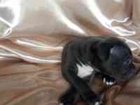 Открыт резерв щенков американского питбуль терьера, фотография 5