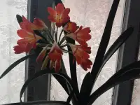 Продожа 3комнатной квартиры в особнике., Улица Кайнозарова, фотография 3