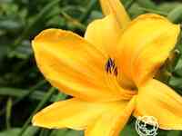 Лилейник Чикаго Санрайз