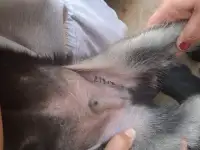 Продам щенков восточно-европейской овчарки, фотография 3