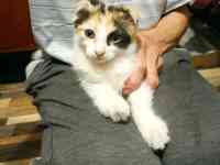 Отдам котенка девочку, двухмесячную, фотография 2