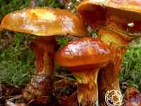 Масленок обыкновенный мицелий