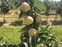 Плодоносящие интенсивный яблоневый и косточковый сады