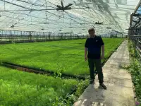 Семена сосны обыкновенной, фотография 3