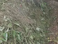 Продам свежескошенное сено., фотография 3