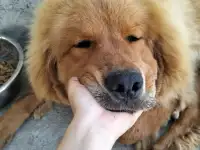 Собачьи царь! Тибетский мастиф! Гордость хозяев!, фотография 6