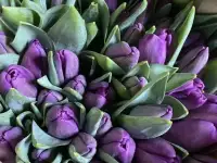 Тюльпаны премиум класса оптом к 8 марта, фотография 11