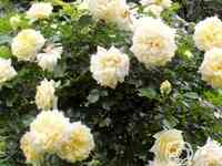 Роза надя мейдиландор, мейян