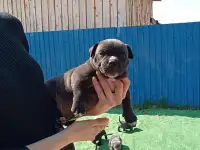 Продам щенков Американского булли Pocket, фотография 3