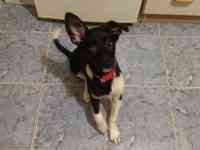 Малышка Хани ищет дом, фотография 2