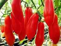 Семена Томат Гаванская сигара 20 шт