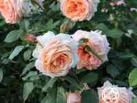 Роза Критик плетистая