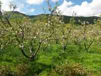 Плодовый сад, КХ, фотография 8