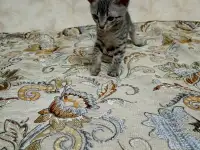 Велюровые, донские красавцы сфинксы, ждут своих хозяев!!!, фотография 3