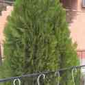 Саженцы -Туя 0,8 - 1 м, фотография 5