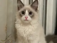 Котенок в прадаже, фотография 2