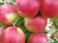 Яблоня жигулёвское