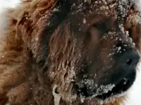 Продам щенков тибетский мастиф, фотография 2