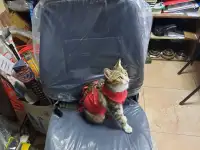 Сидение погрузчика, фотография 4