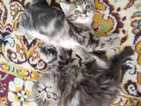 Котята, фотография 3