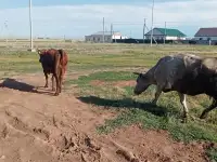 Продам 2 коровы с телятами. Можно без телят. Дойные коровы. Плохих прывычек нет. Умные, красивые, стройные коровы, фотография 4