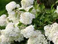 Гортензия саммер сноу