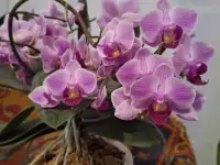 Продам орхидеи, фотография 2