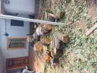 Удаления деревьев, спил дерево , Агаш кесу, фотография 3