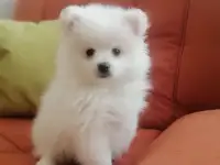 Щенки шпица., фотография 3