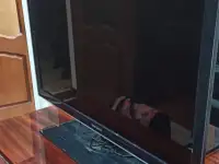 Стол-тумба раскладной+телевизор, фотография 3