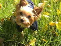 Продам щенков йоркширского терьера, фотография 3