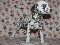 Далматин Далматинец щенки далматинов Далматины Алматы, фотография 11