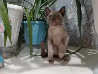 БУРМАНСКИЕ КОТЯТА С РОДОСЛОВНОЙ  АЛМАТЫ  доставка по Кз и в другие страны присутствует, фотография 4