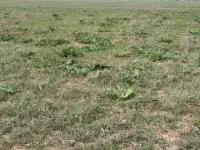 Продаются земельные участки общей площадью 18,34 га, фотография 4