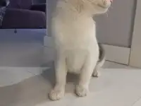 Отдам котенка в добрые руки, фотография 5