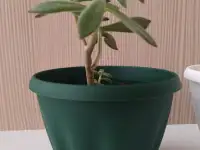 Комнатные растения, фотография 6