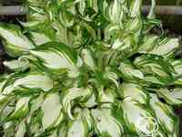 Хоста киви сперминт (м)