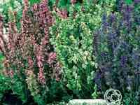 Семена Иссоп Дачный лекарь смесь 0.1г