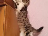 Котята в добрые руки девочки, фотография 5