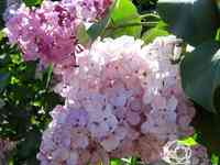 Сирень гортензия