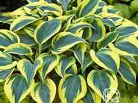 Хоста отем фрост (m)