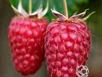 Малина Гусар