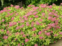 Садовые деревья цветущие и ягодные кустарники цветы многолетки, фотография 8