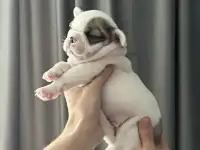 Очаровательные щенки, с сладкими складочками, фотография 3