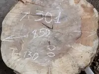 Слэбы от производителя из дуба, шпальтового бука, капового тополя, вербы, капового карагача, ясеня., фотография 12