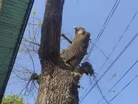 Спил деревьев по городу Алматы и Алматинской области, фотография 4