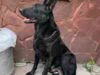 Продаются щенки восточно-европейской овчарки чистокровные, фотография 6