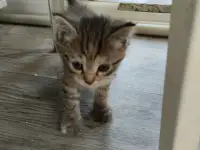 Продаются котята. Шотландская вислоухая., фотография 4