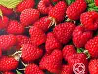 Малина Брянский Рубин