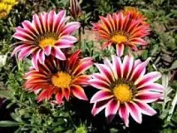 Озеленение. Поставка растений